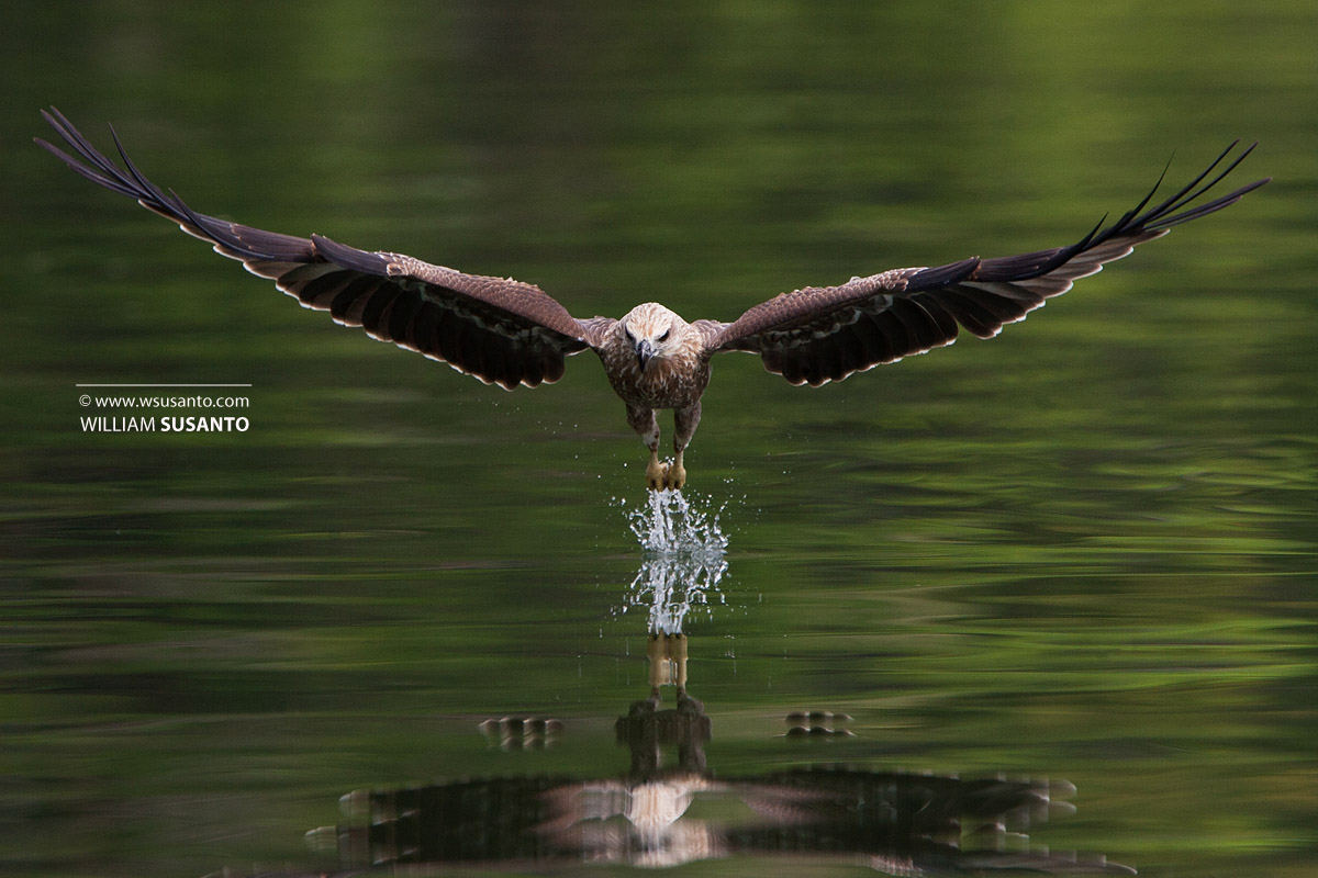 Brahminy Kite